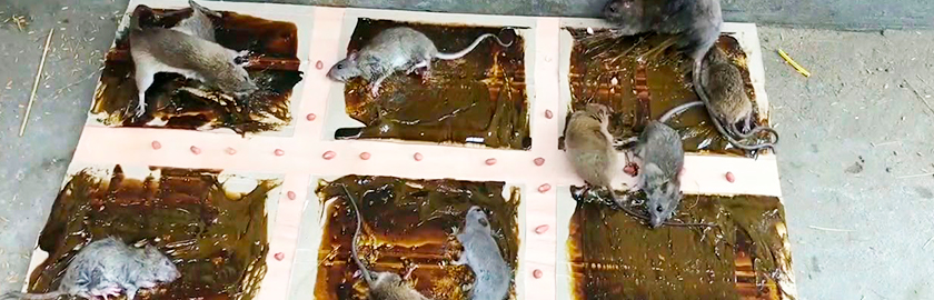 Клеевая ловушка